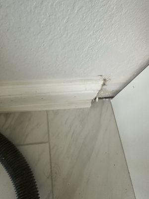 The corner mold in my master bathroom