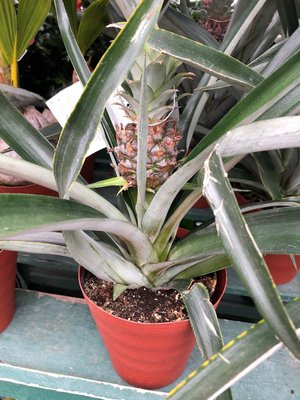 Pineapple Plants