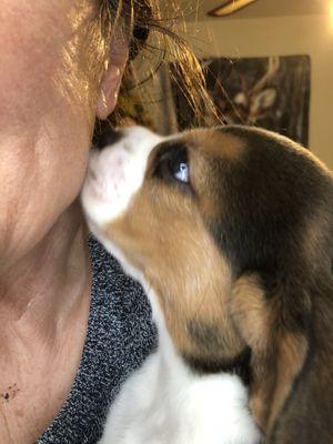 8wk old beagle up for Adoption