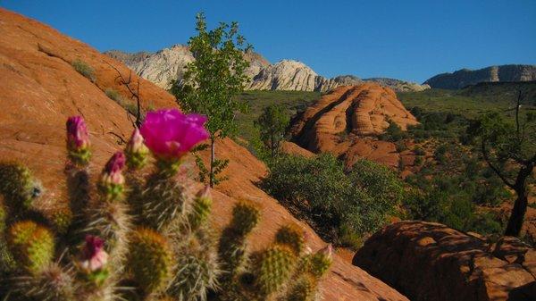 Snow Canyon - Spring