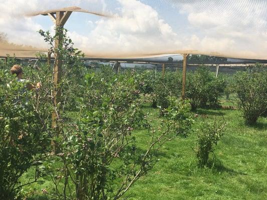 Blueberries to pick From!