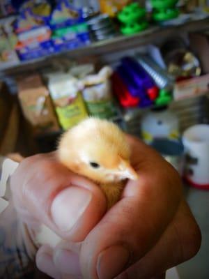 Baby chick!