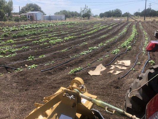 80 rows of vegetables