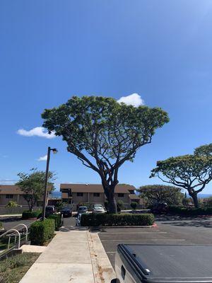 Shaping and tree maintenance work