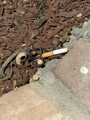 Cleaners left their cigarette butts in the front planter by the front door. Really? Ugh