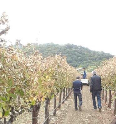 Checking fruit picking time