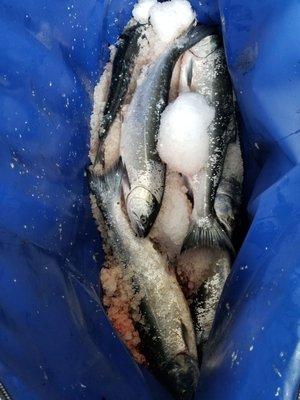 Our catch on ice in a kill bag keeping it supper fresh.