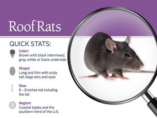 Learn More about Roof Rats...Call Us Today For a Free Inspection!