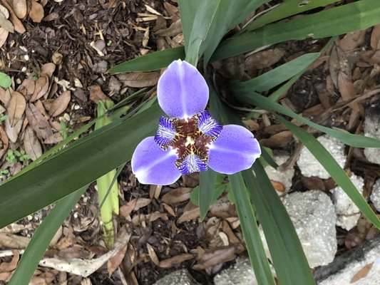 Beautiful garden supplies