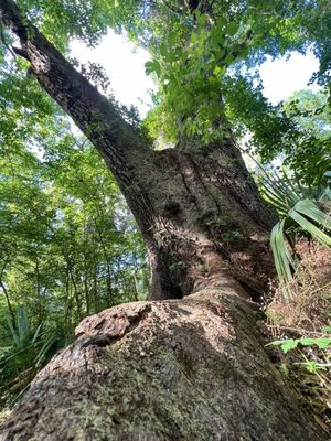 A very thick tree with huge roots and stumps.