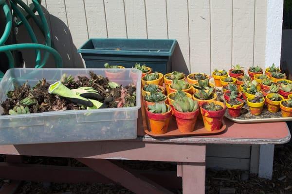 succulents in hand painted pots ready for the Al Freso fundraiser