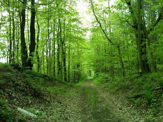 The trail to Thousand Acre Swamp!