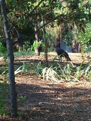 Turkeys on the run