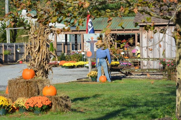 Fall Mums, Pumpkins, Corn Stalks, Hay Bales