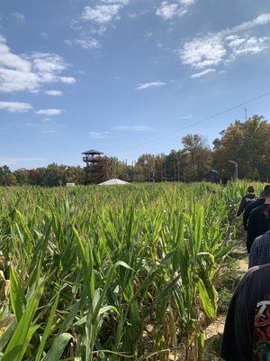 Corn maze