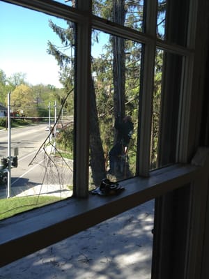 Climbing the tree to cut off the branches.