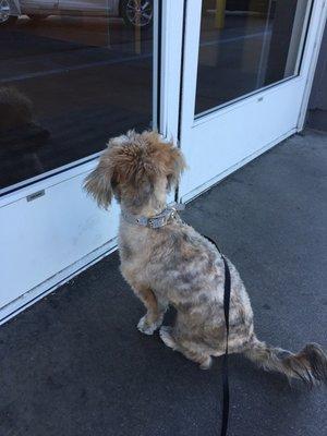 Jose, Beckett says thank you for his new haircut.