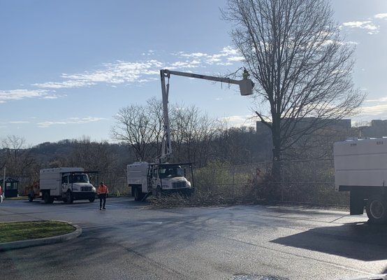 Tree Trimming at our local High School