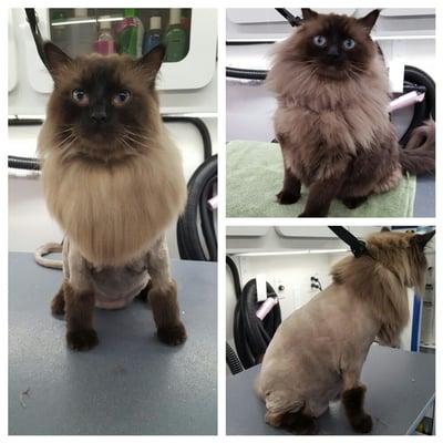 Ragdoll lion cut