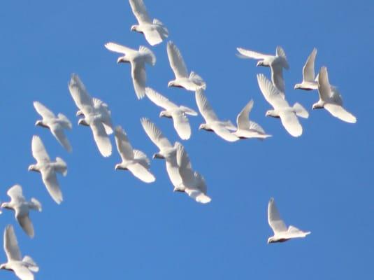 Flock of Doves