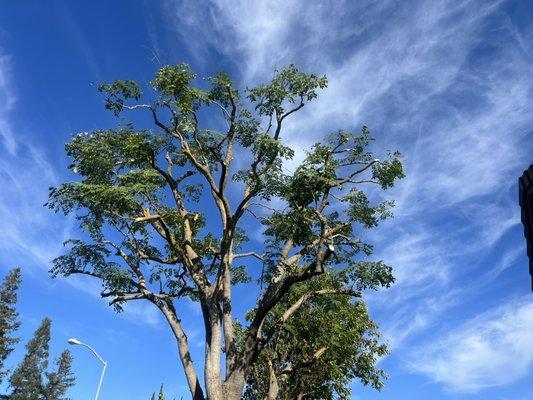 Tree Pruning