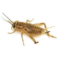 Field Cricket