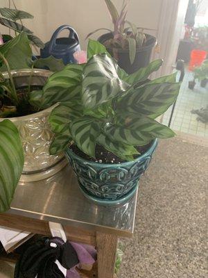 My new baby! Repotting was free when we got a plant and pit together!