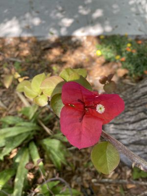 bougainvillea