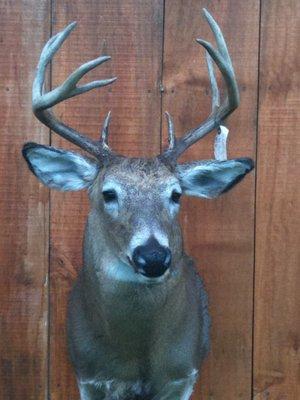 Ogemaw Hills Taxidermy