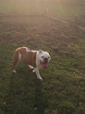 Julius loves when we come for a potty break! Isn't he handsome?