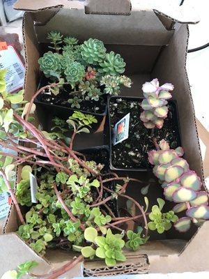 My new succulents