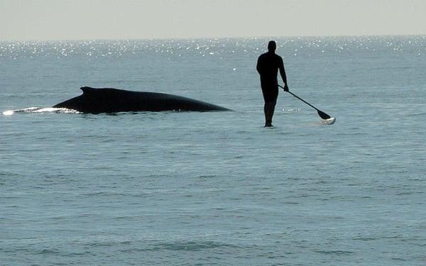 Chris and the whale (pic taken just across from our shop in the ocean, Chris is my husband/co-owner)