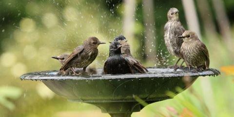 Landscape Design Experts List 3 Great Water Features for the Yard