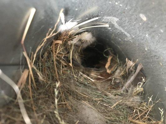 This is a birds nest inside of a ceiling fan at someone's home. Be sure to cap them properly so this doesn't happen to you!