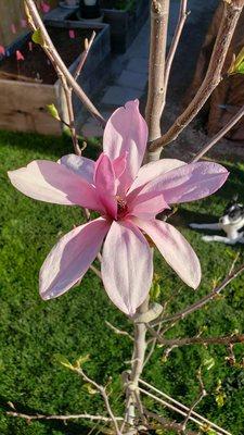 Our Magnolia Tree in May