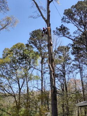 Specializing in large tree removal