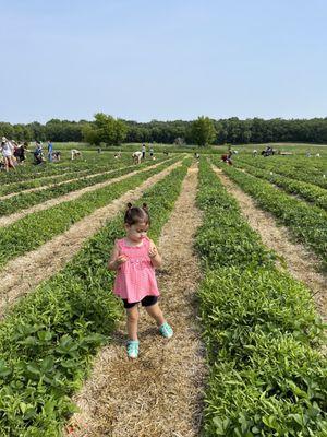 Lorence's Berry Farm