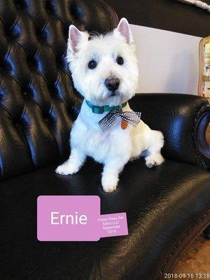 Our first Westie, Ernie.