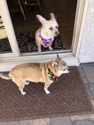 Minnie and Button feeling gorgeous after their mobile spa day!