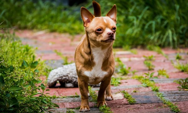 Fairview Pet Kennels