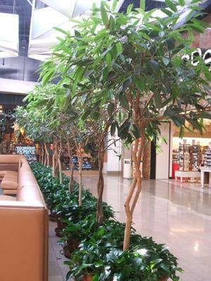 Studies show that shoppers are more likely to spend more money in an environment that includes live foliage.