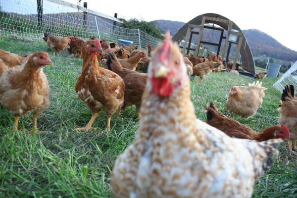 Free-range chickens at Glean Acres