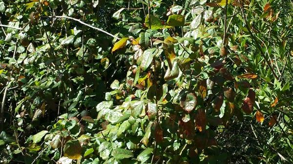 Lots of healthy Poison Oak