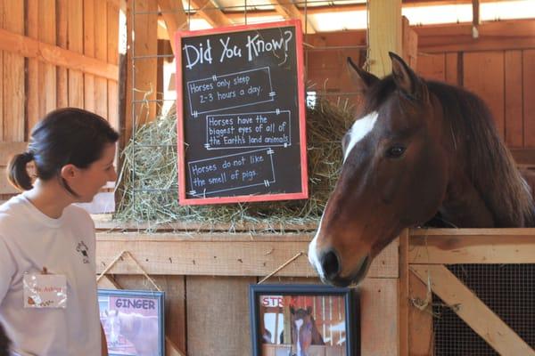 Visiting Striker on the Barn Yard Animal Tour