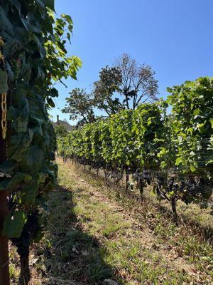 Hazelfern Cellars