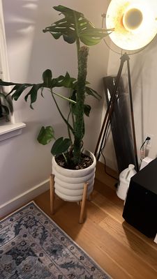 My repotted monsterra. Love the planter and the way they added the pole to help it grow.