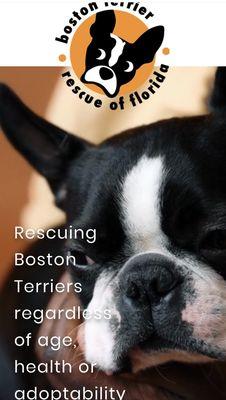 Boston Terrier Rescue of Florida, Inc. rescues Boston Terriers regardless of age, health, and adoptability!