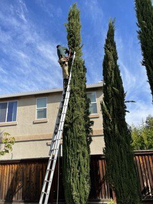 CCL Trees Services 