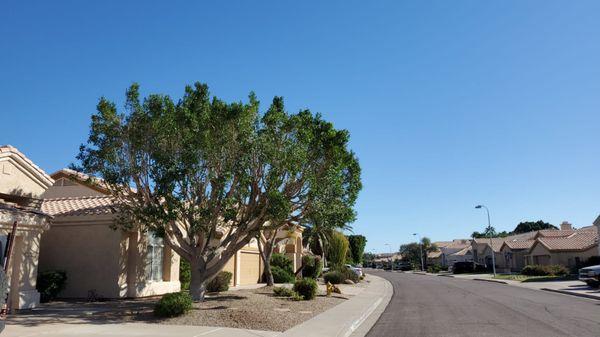 Shady Deal Tree Service