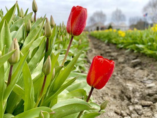 Tulips